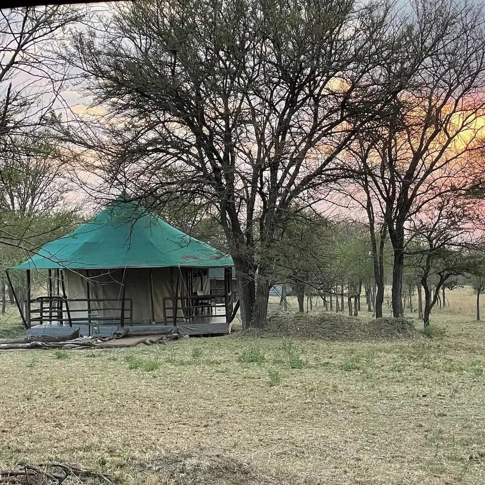 Tent among the trees at dusk