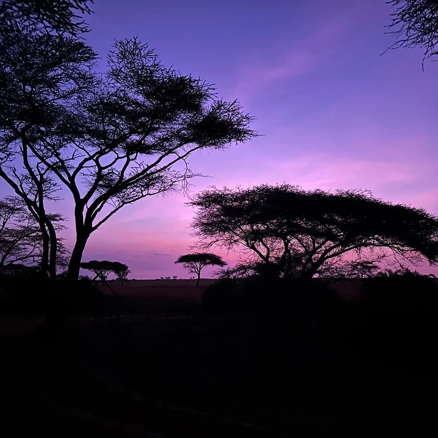 Dusk over the acacias