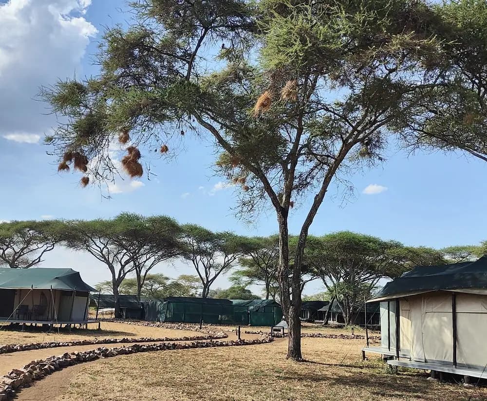 The camp among the acacias