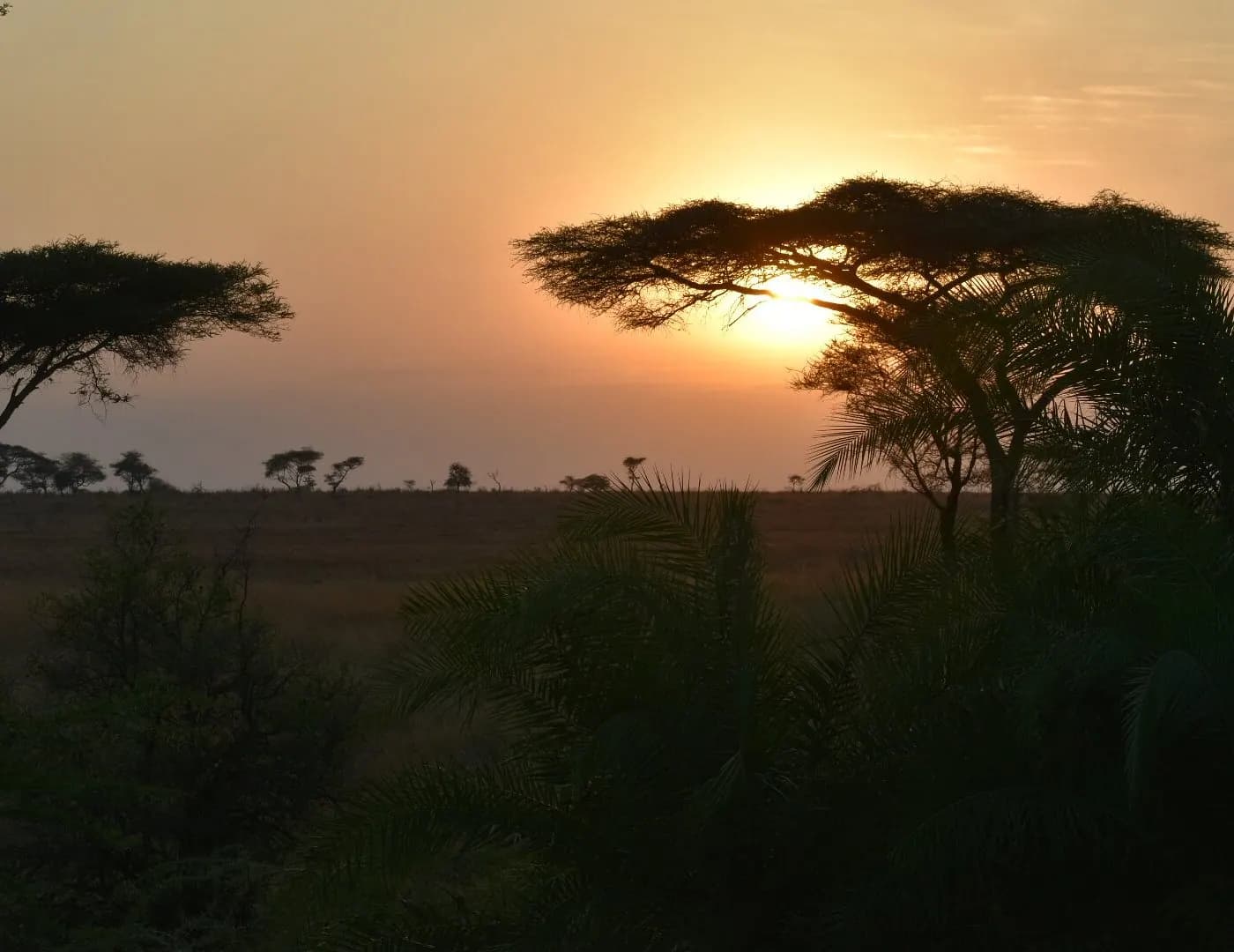 Sunset behind an acacia
