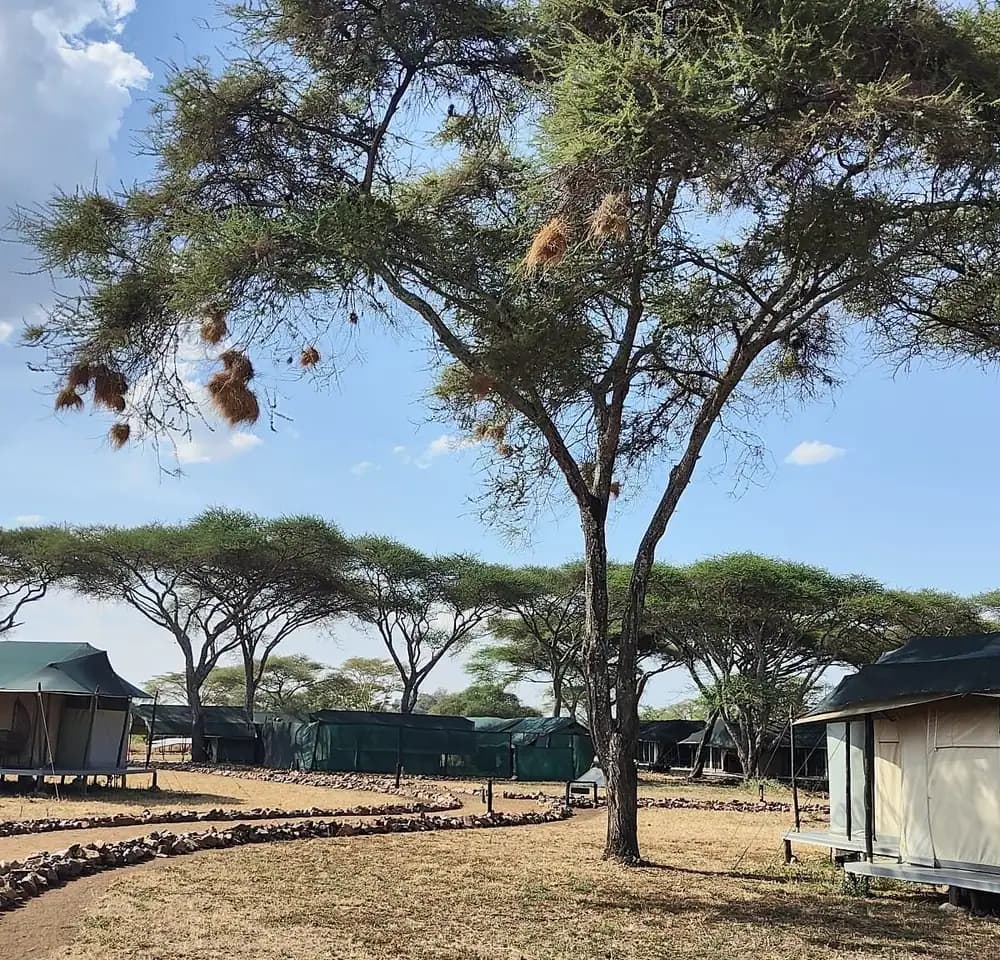 Camp beneath the acacias