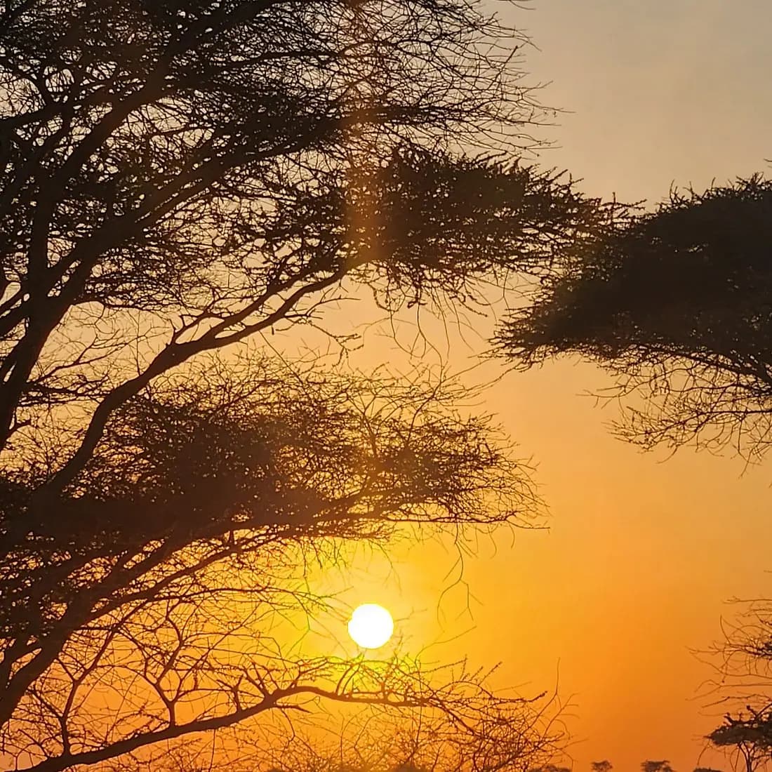 Sun through the branches