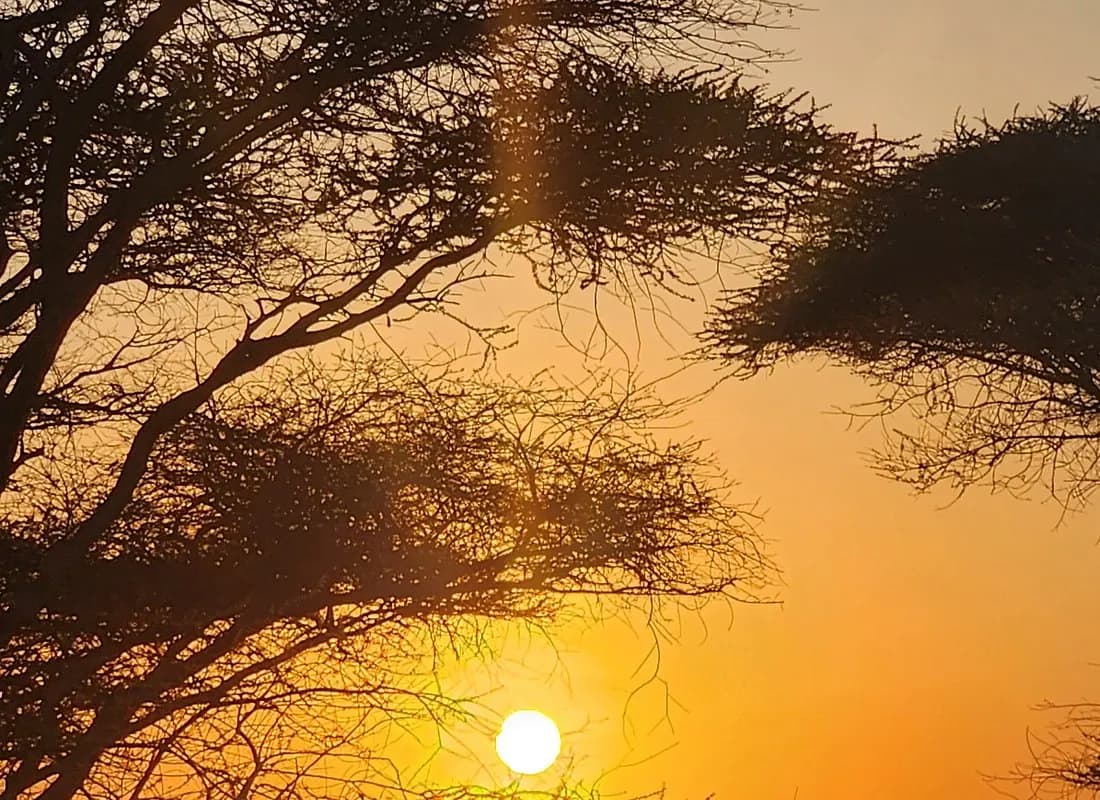 Sundown through the acacia