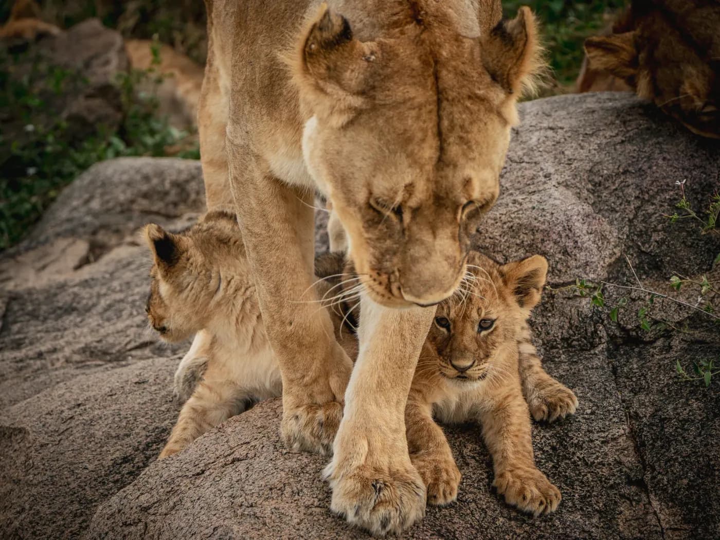 Lioness with her cubs