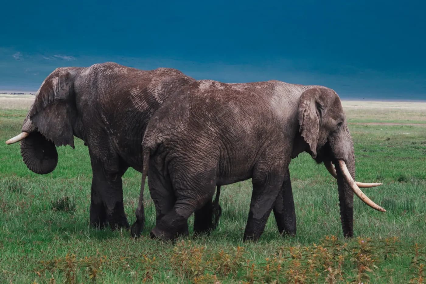 Elephants on the plain