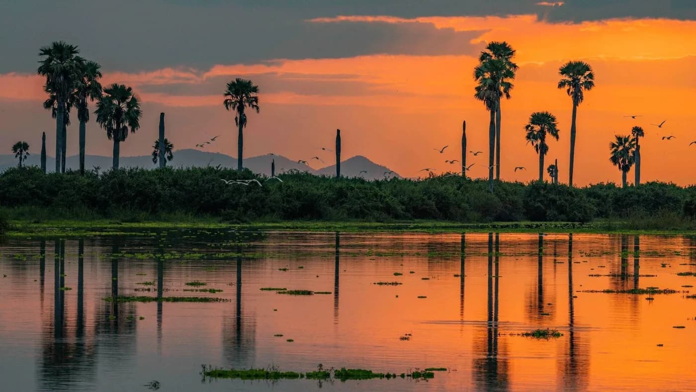 Palms reflected in the lake at sunset