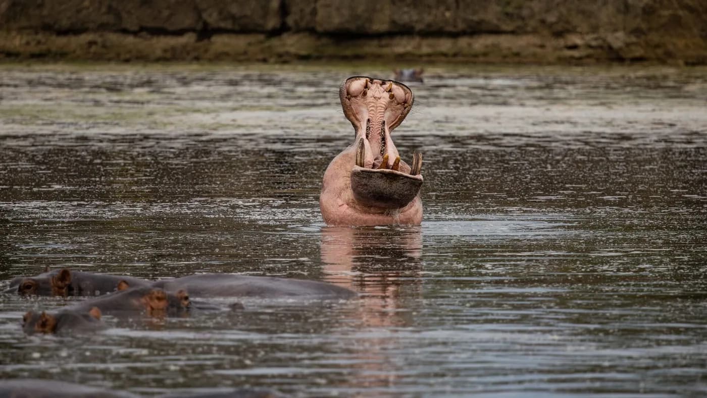 Hippo surfacing in the lake