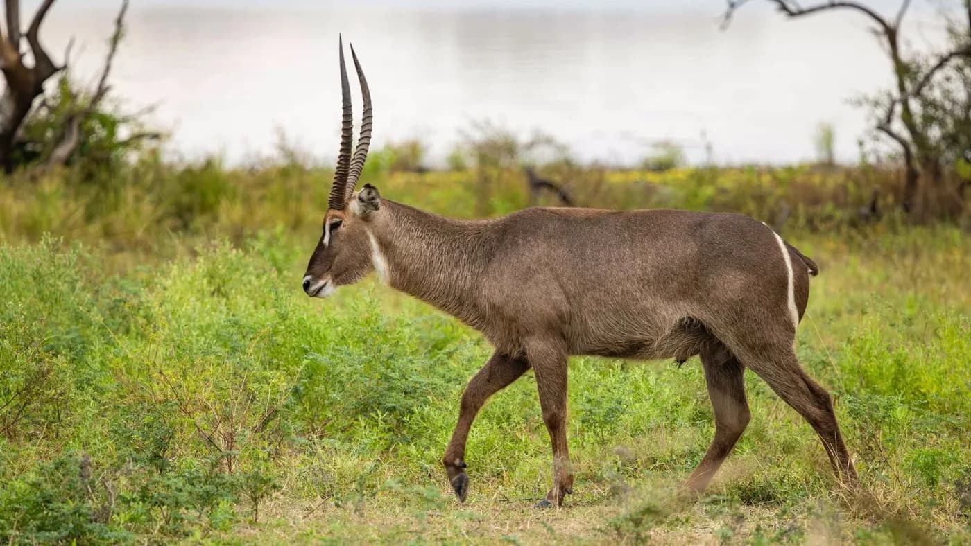 Waterbuck in the grass