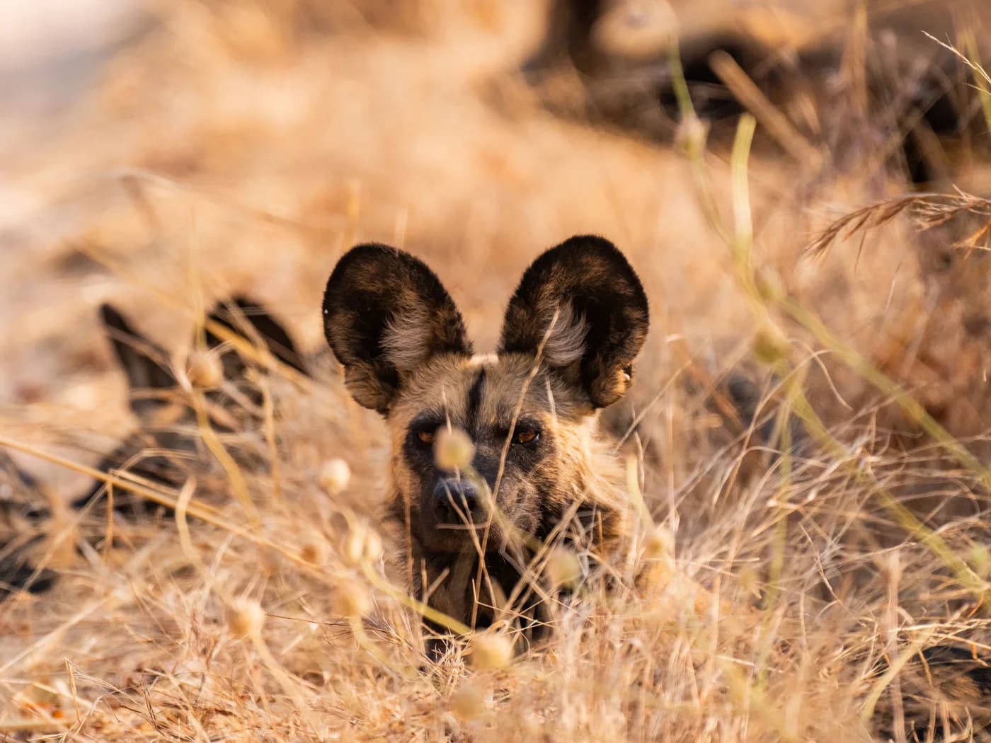 Wild dog resting in the long grass