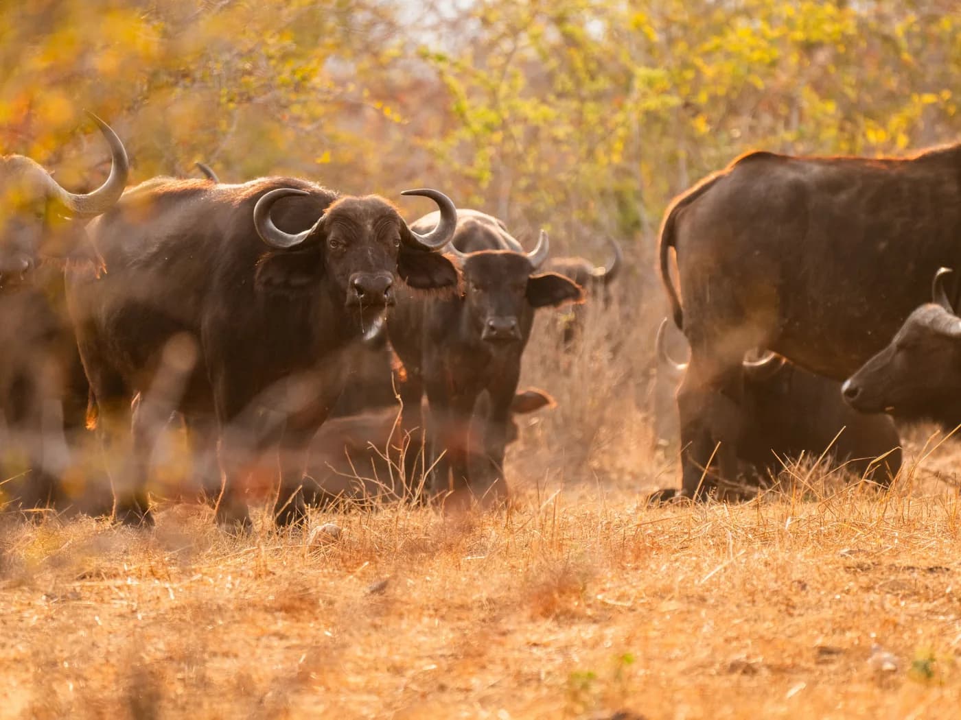 Buffalo in the dry grass