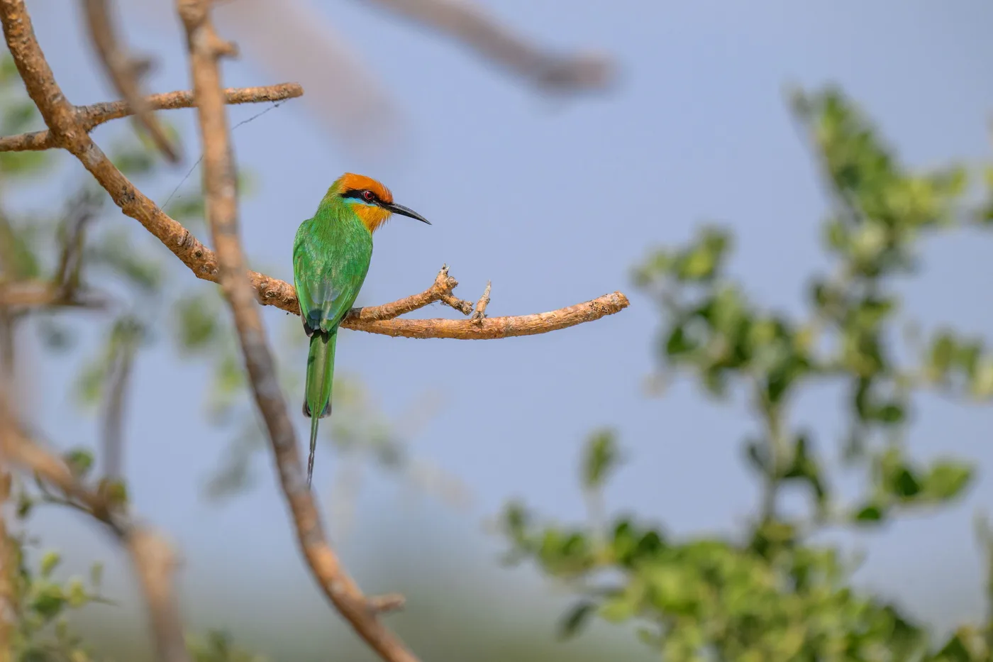 Bee-eater on a branch