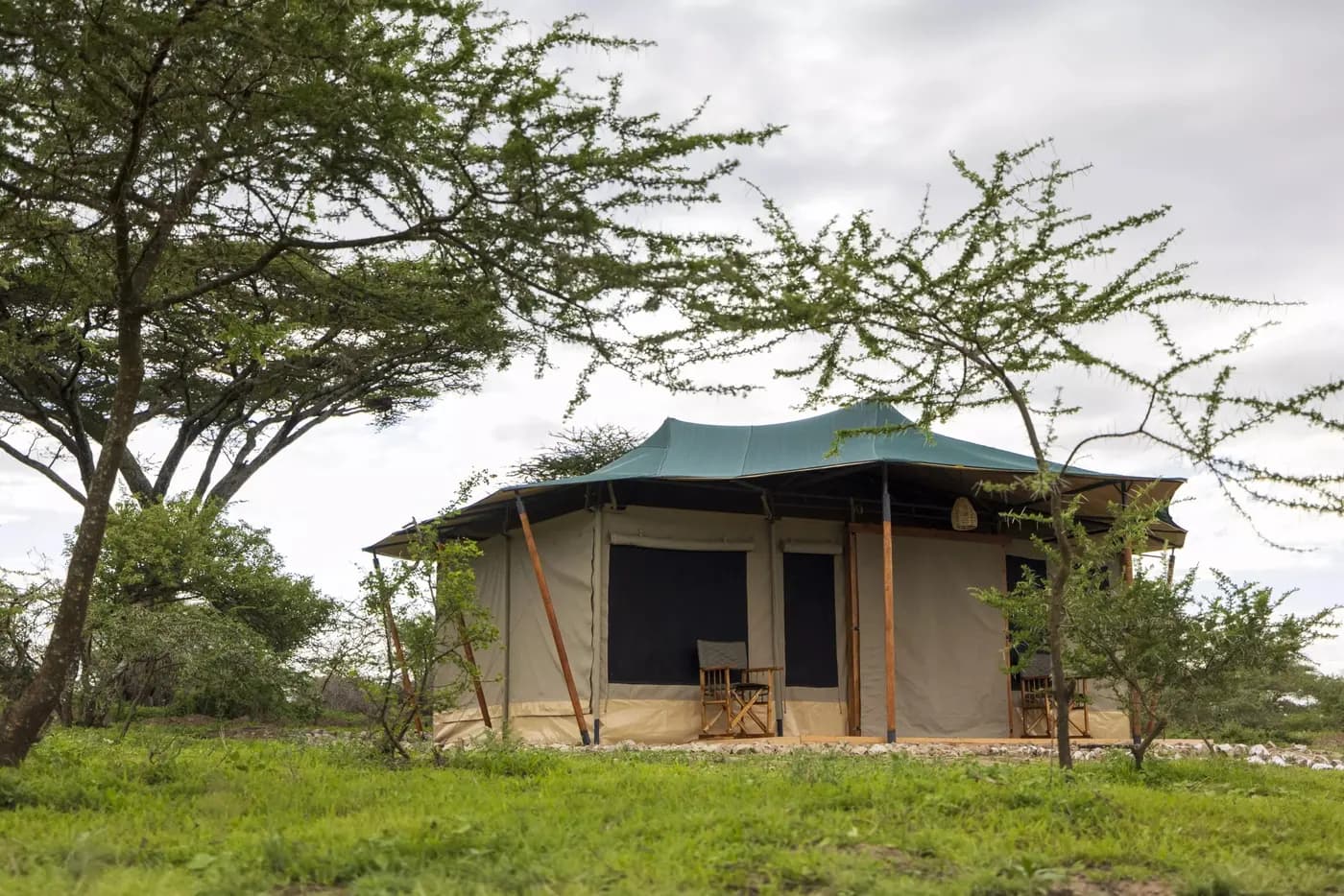 A guest tent under an acacia