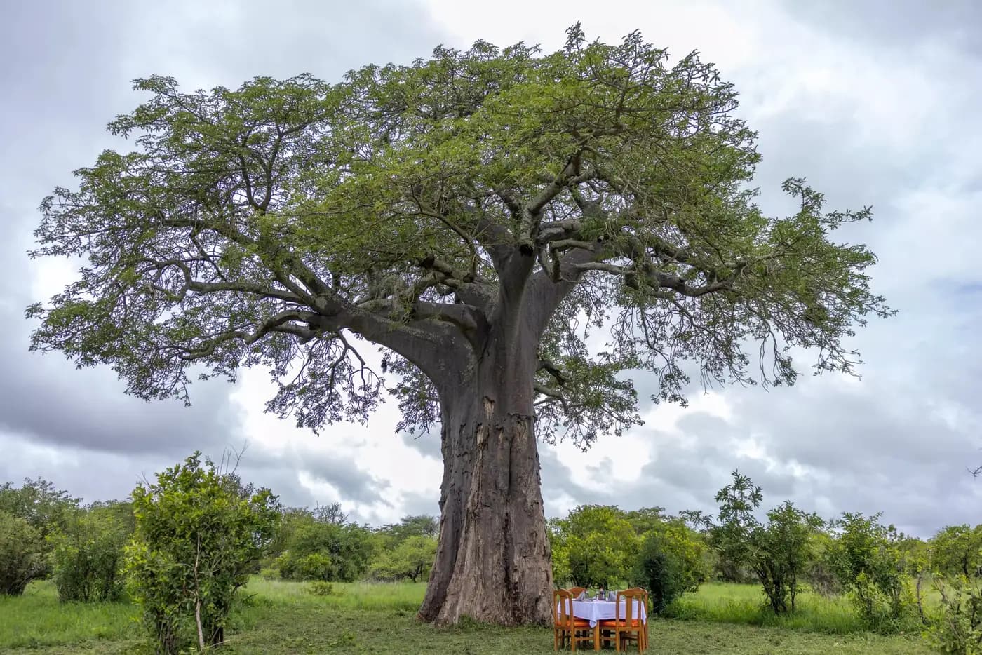 A baobab near camp