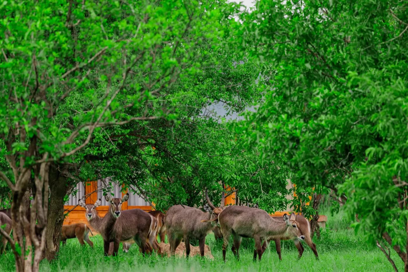 Waterbuck grazing near the tents