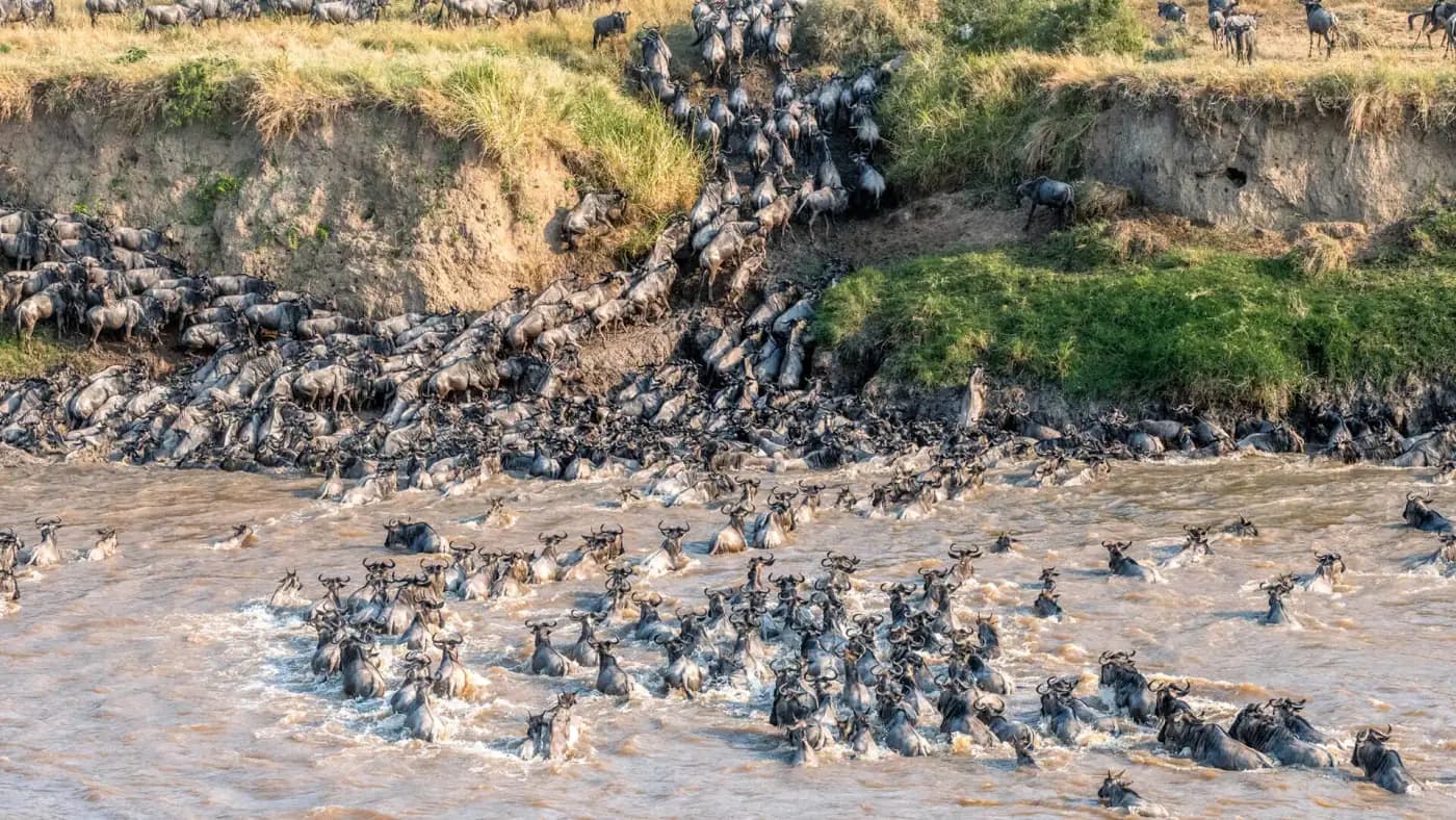 Wildebeest crossing the river