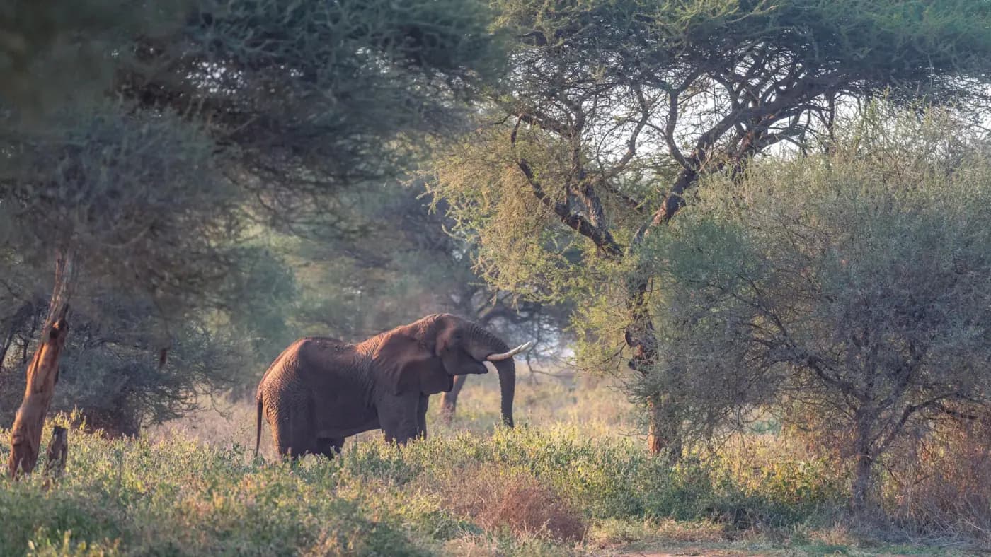 Elephant in the bush