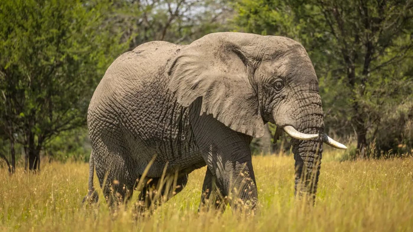 Elephant in the long grass