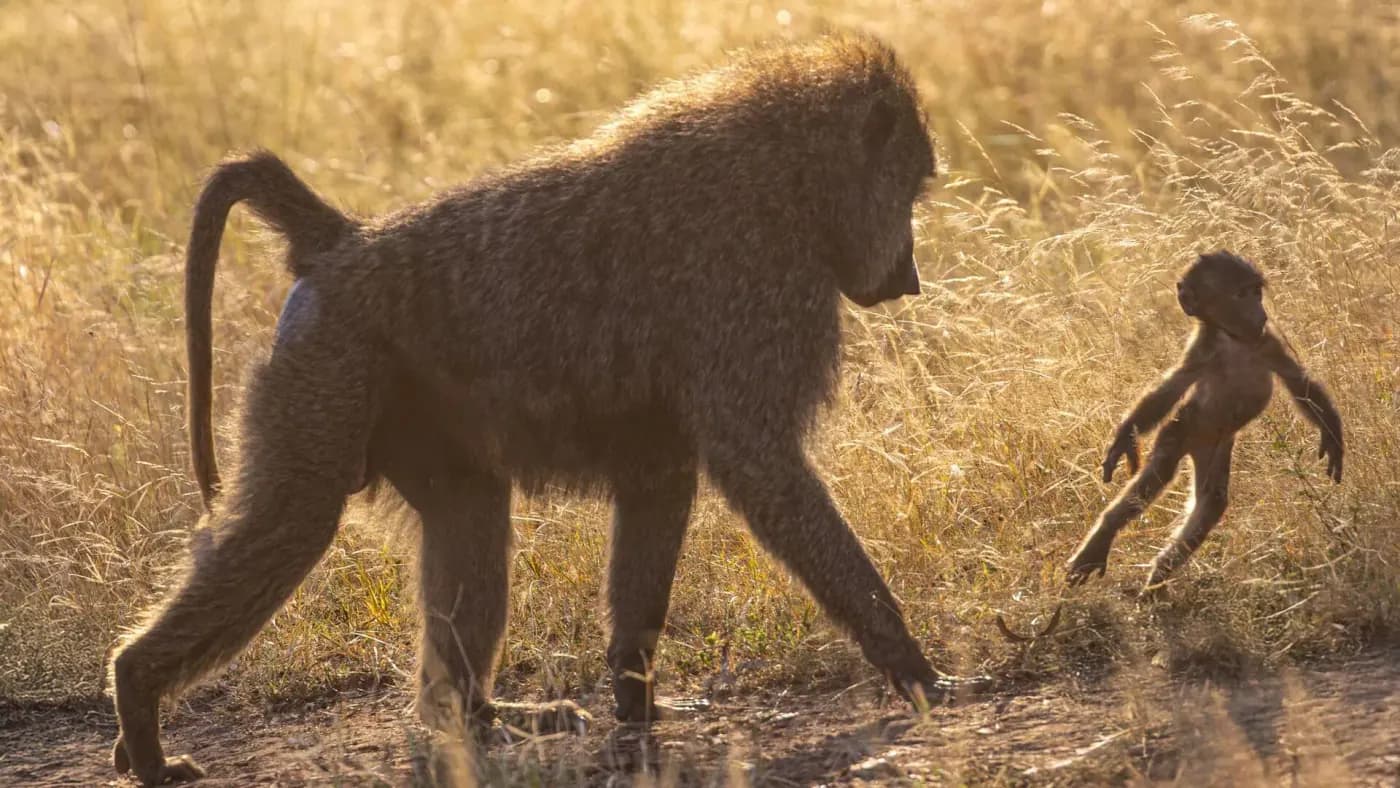 Baboon in the golden light