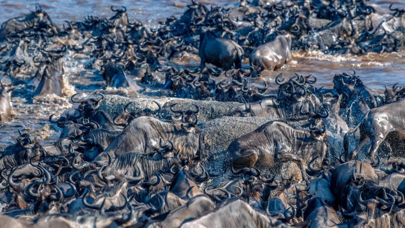 The herds massed at the crossing