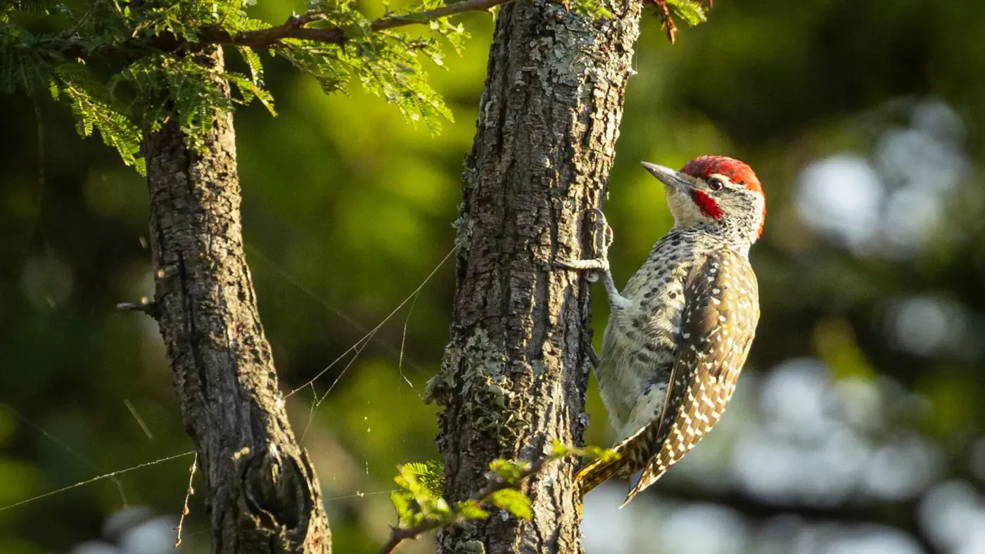 Woodpecker on a trunk