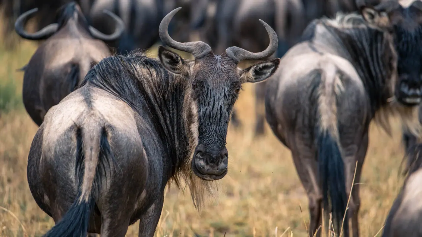 Wildebeest on the plain