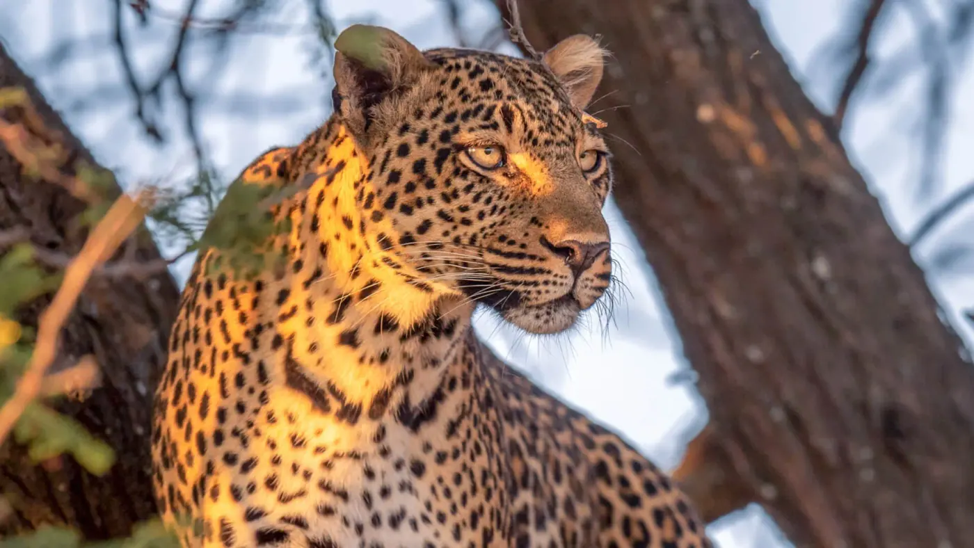 Leopard in the shade