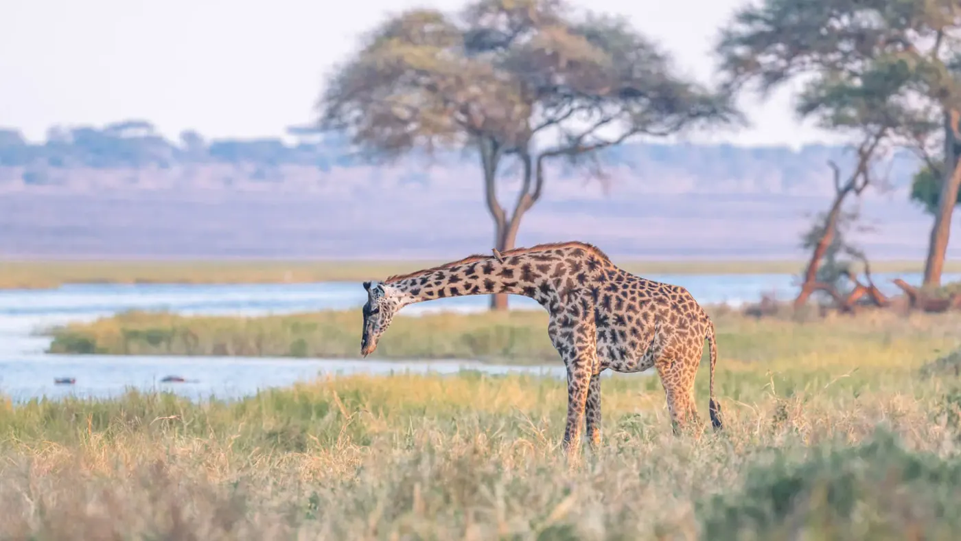 Giraffe beside an acacia