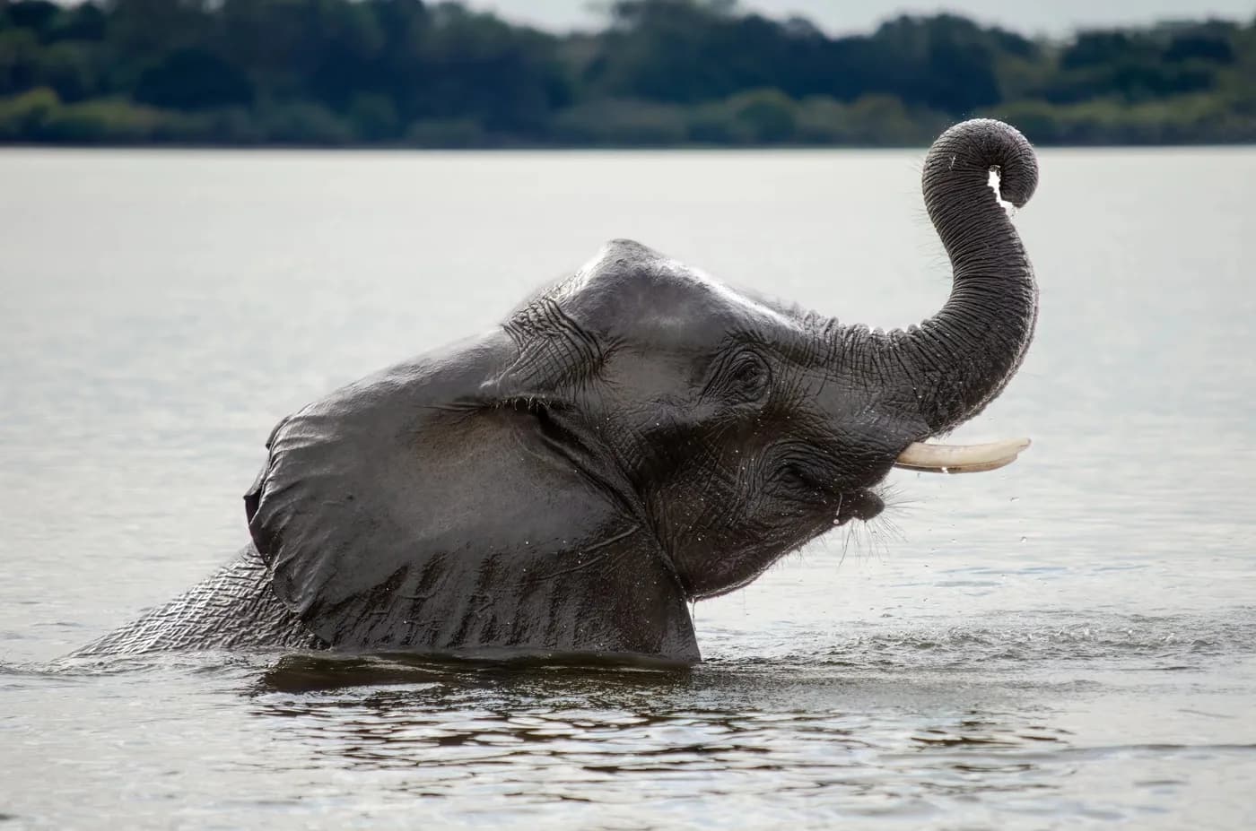 Elephant wading in the river