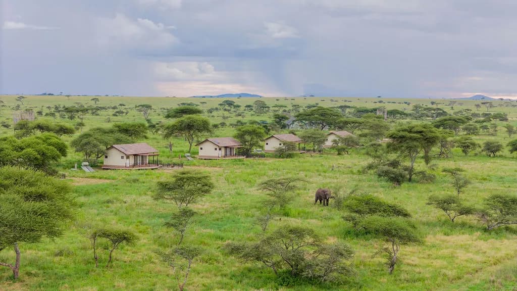 Elephants beside the tents