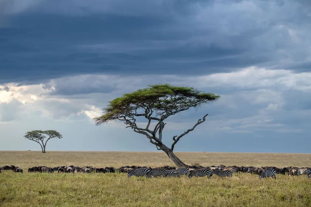 Zebra beneath a storm sky