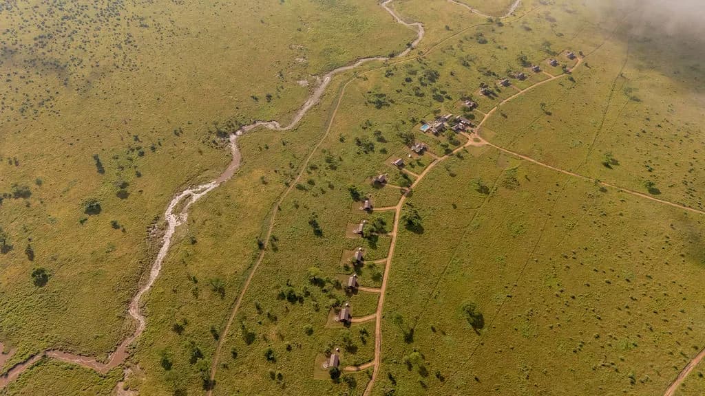 A herd strung across the plain