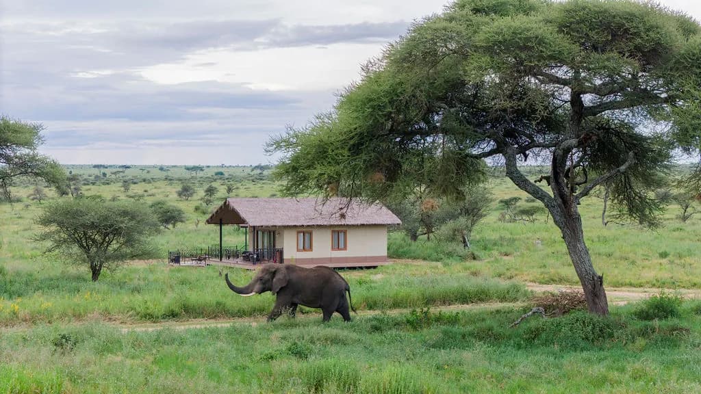 Elephant beside the lodge