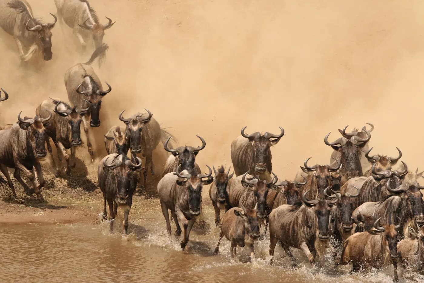 Wildebeest herd in the dust