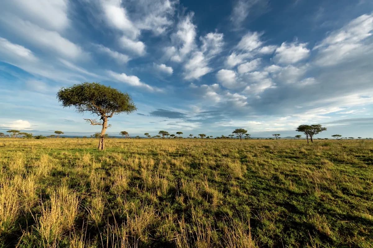 Game-drive country under an open sky