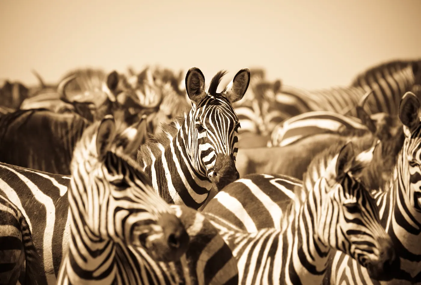Zebra herd