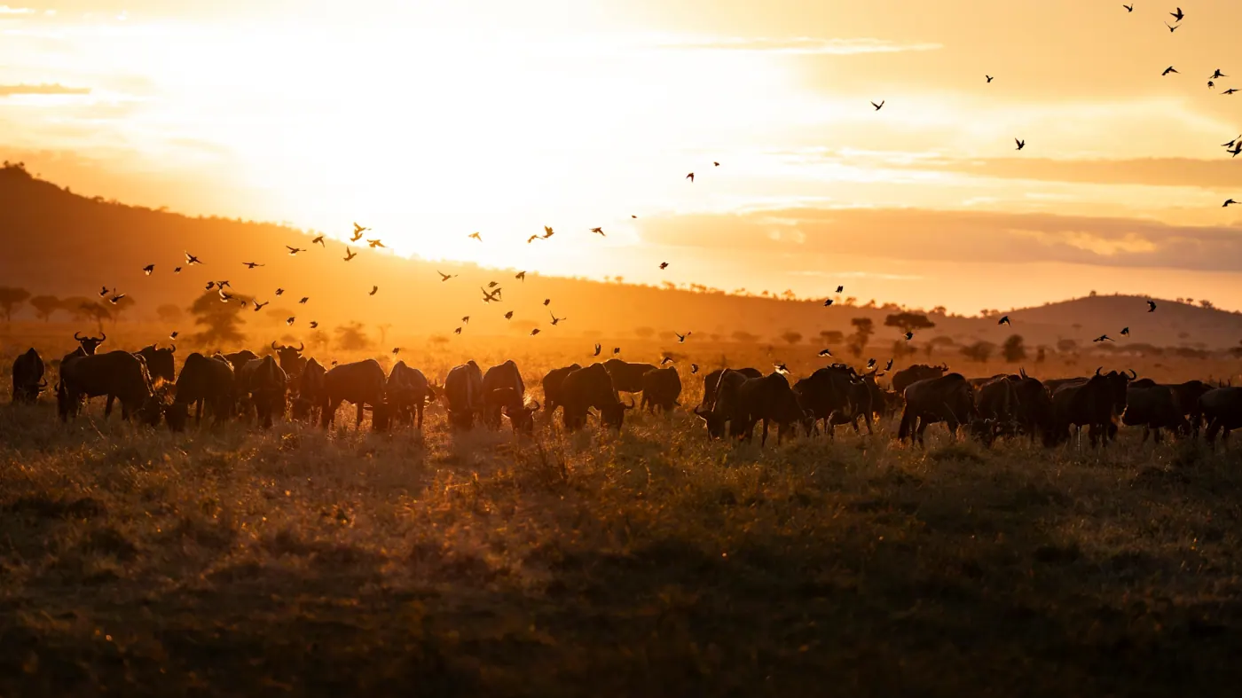 Wildebeest herd at sunrise