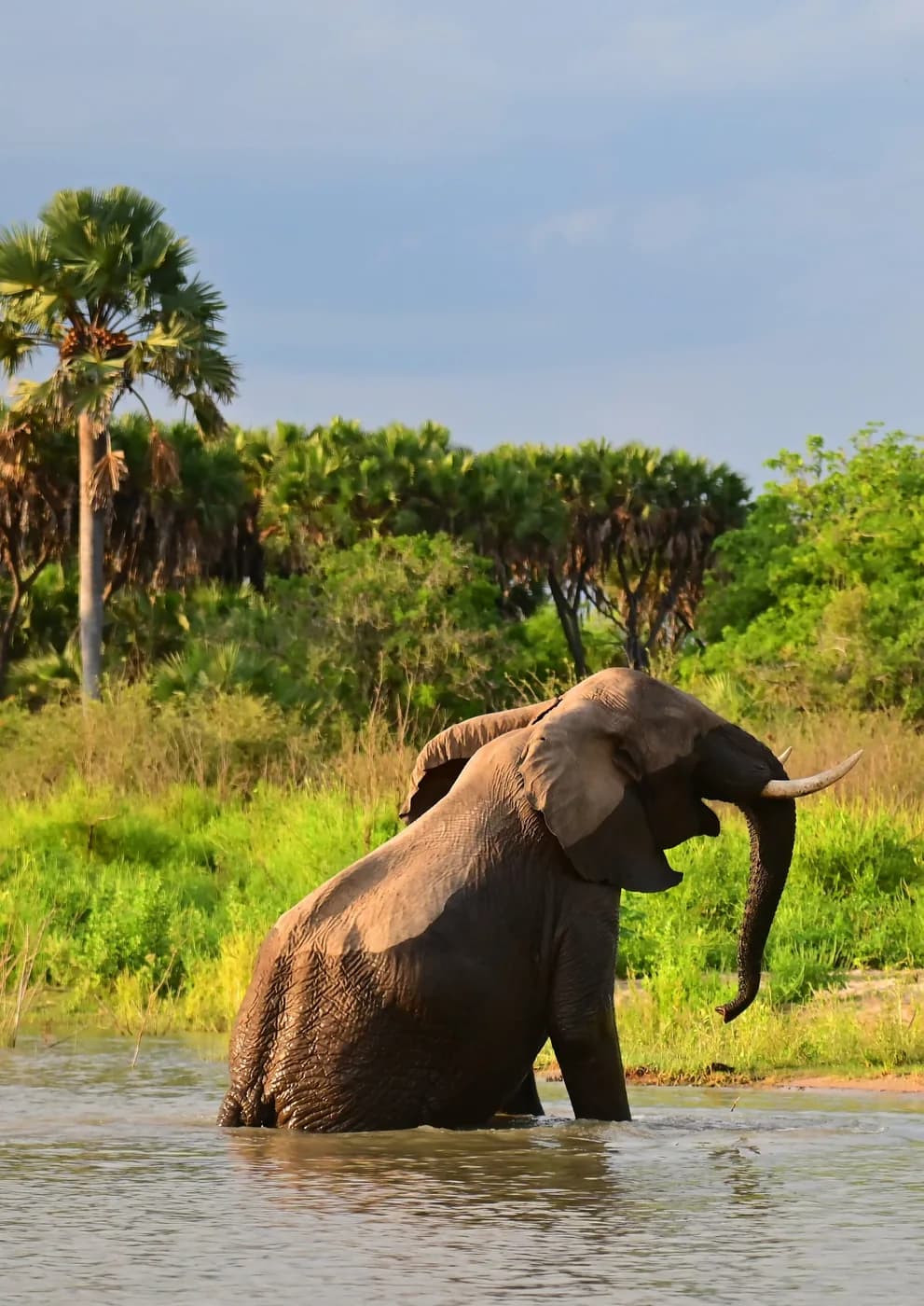 Elephant in the long grass