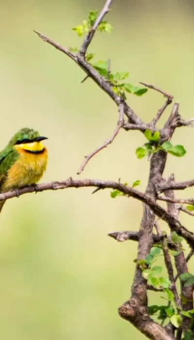 Bee-eater on a branch