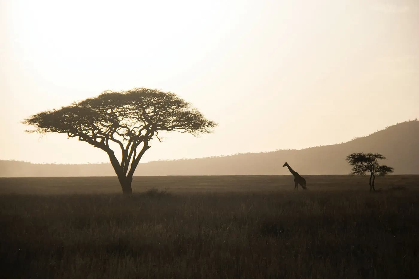 Acacia at dawn
