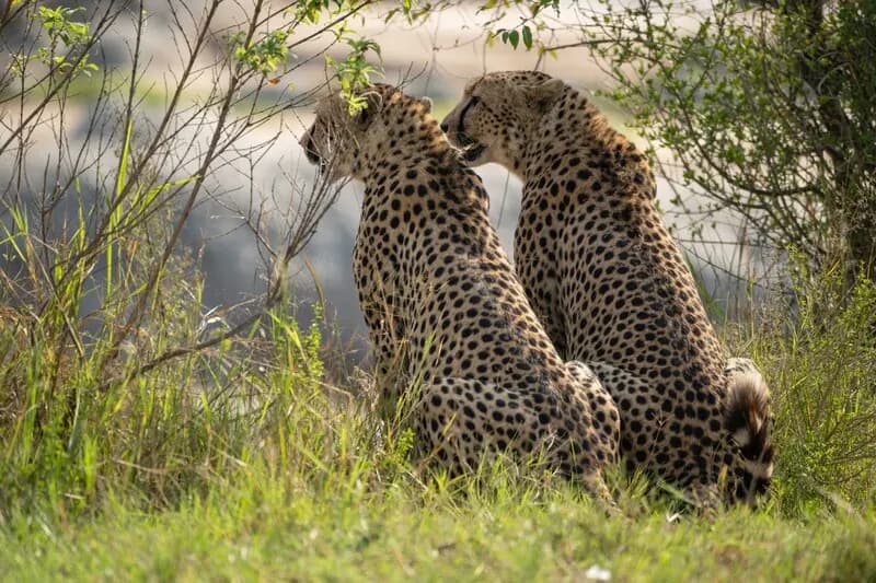 Cheetahs in the grass