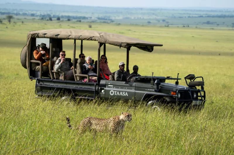 Cheetah beside the vehicle