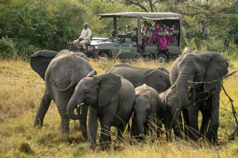 Elephants beside the vehicle