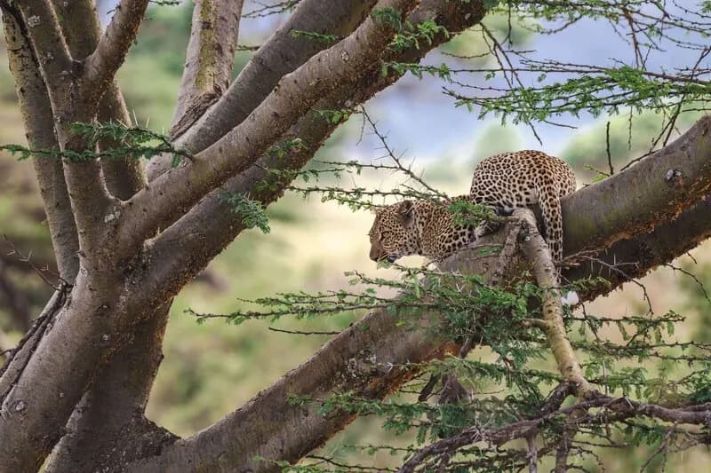 Leopard in the branches