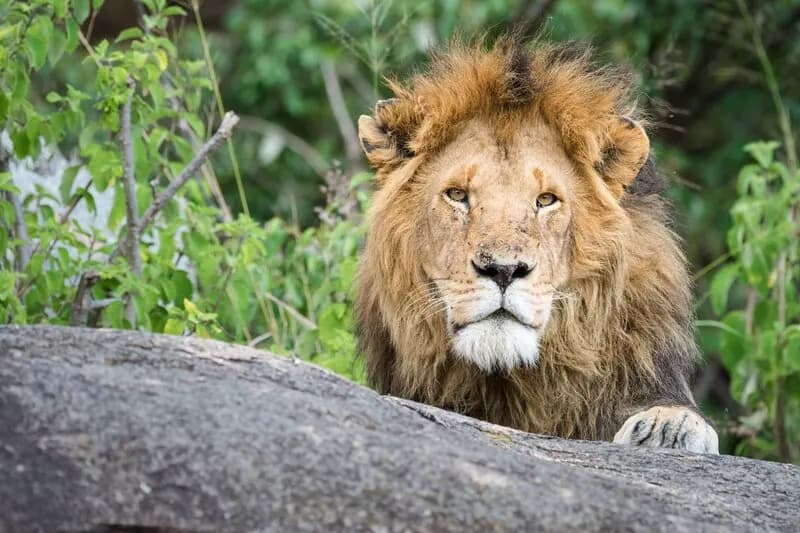 Lion on a rock