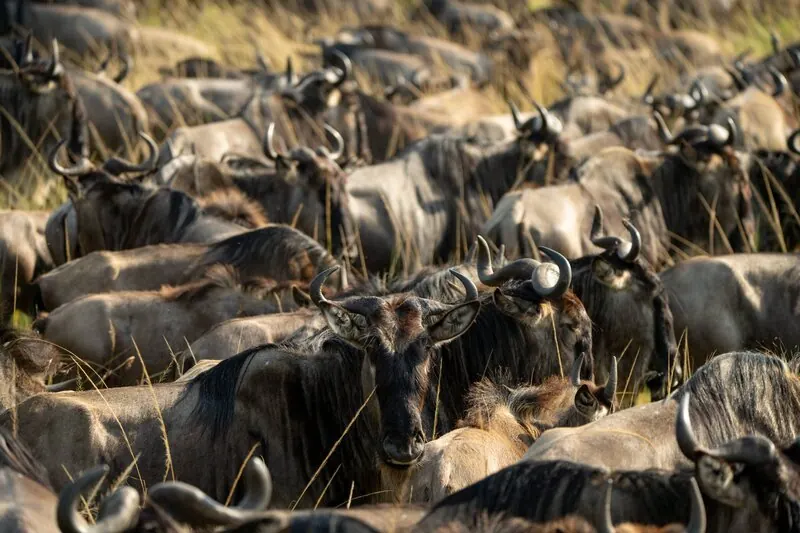 Wildebeest herd