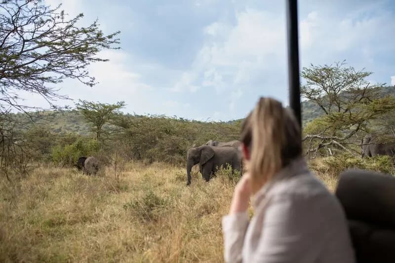 Photographing elephant from the vehicle