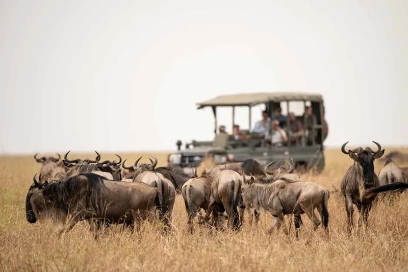 Among the wildebeest herds