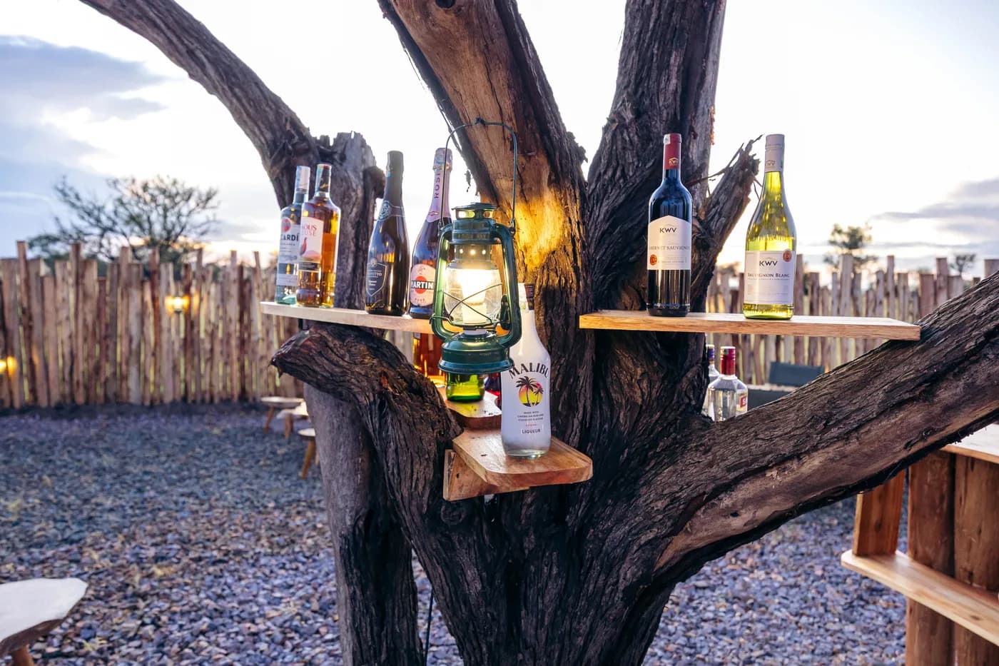 Drinks set on a tree at the boma