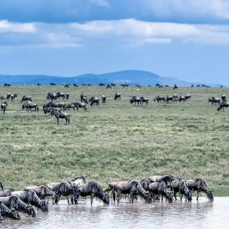 Wildebeest at the waterhole