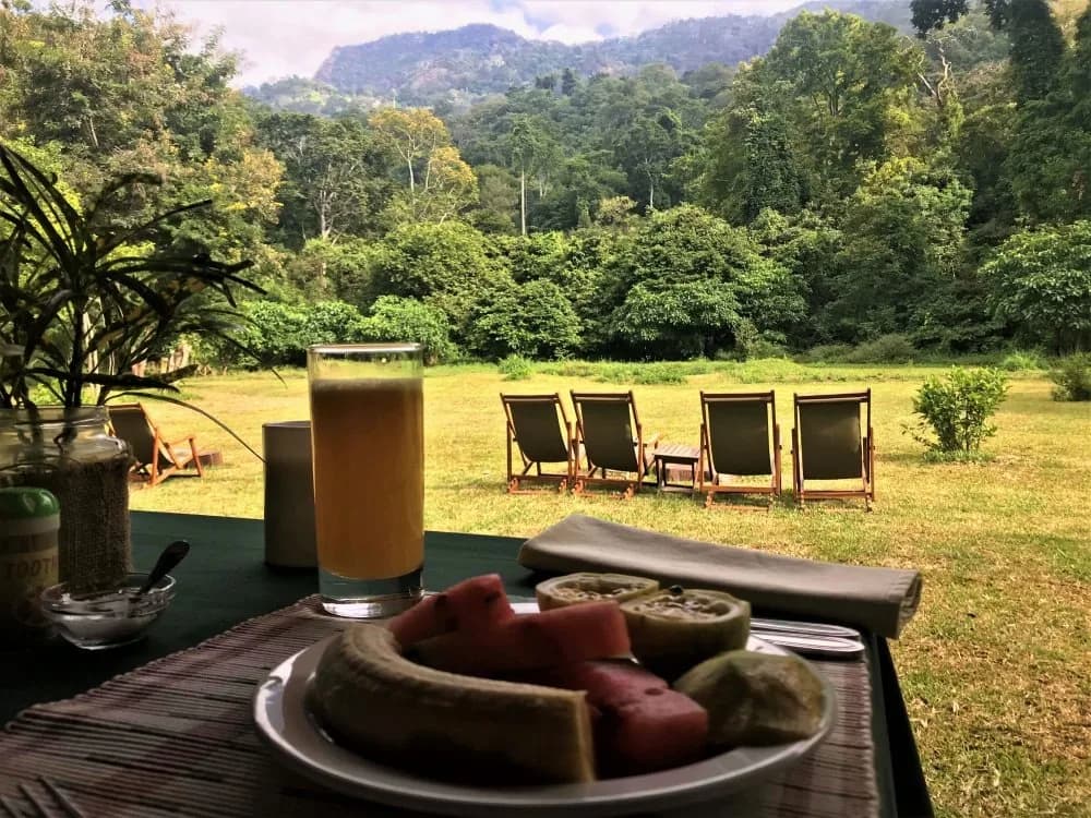 Breakfast looking out to the forest